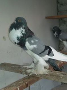 11943351_559899854148808_137283698_n