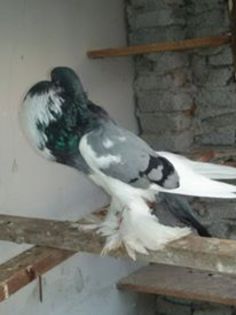 11944922_559899830815477_232421823_n