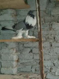 11992091_559899767482150_1940874758_n