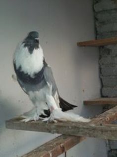 11995721_559900077482119_86007372_n