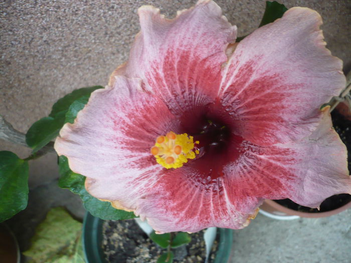 Plum Pizzazz