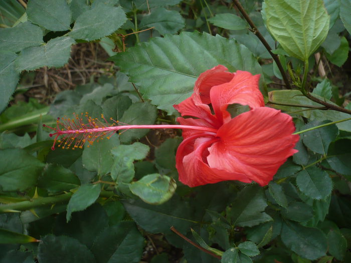 P1240009