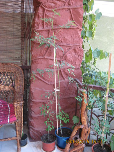 beneficiile acestui arbust.... - Arborele vietii- Moringa oleifera