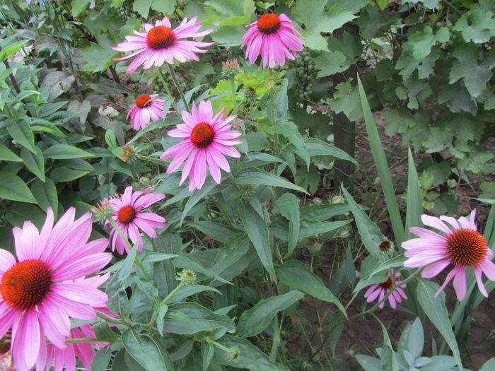 Echinacea (8)