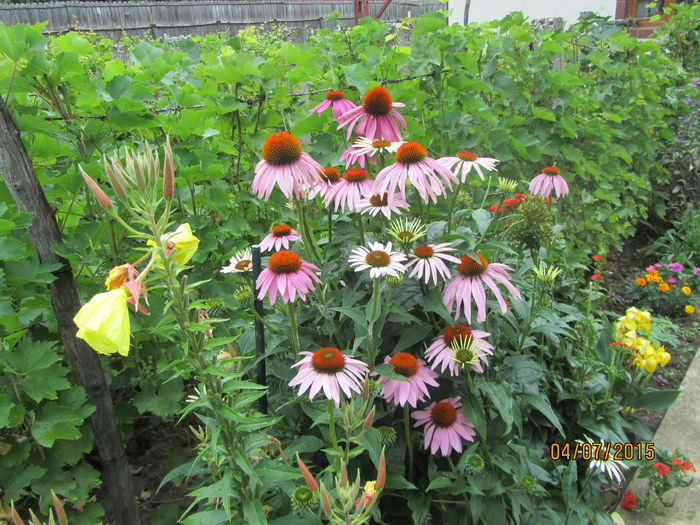 Echinacea (11)