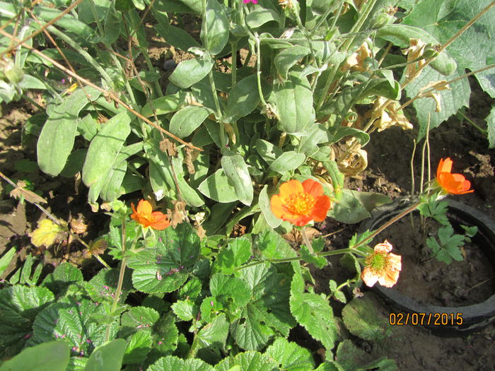 Geum coccineum borisi (2) - b Vara