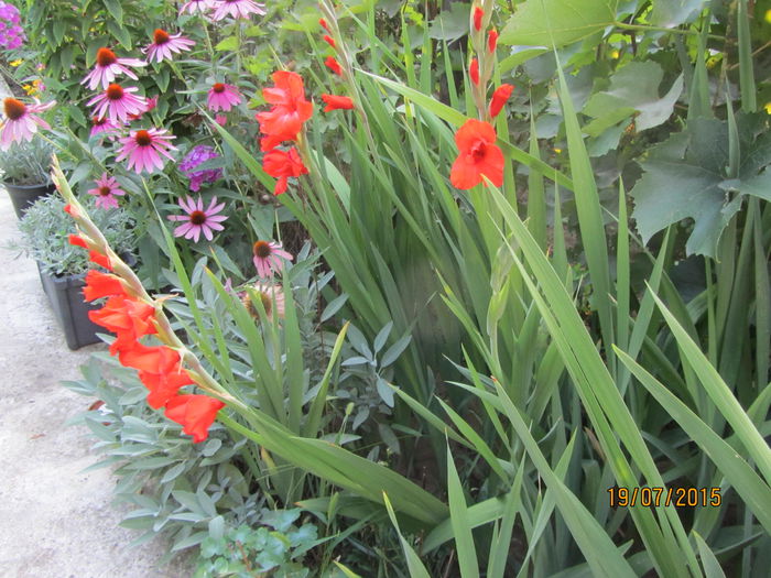 Gladiole (9) - b Vara