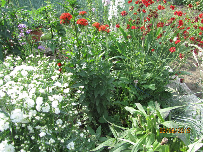 Gradina iunie (5) - b Vara