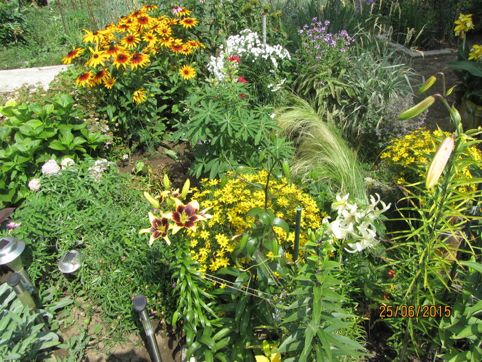 Gradina iunie (14) - b Vara