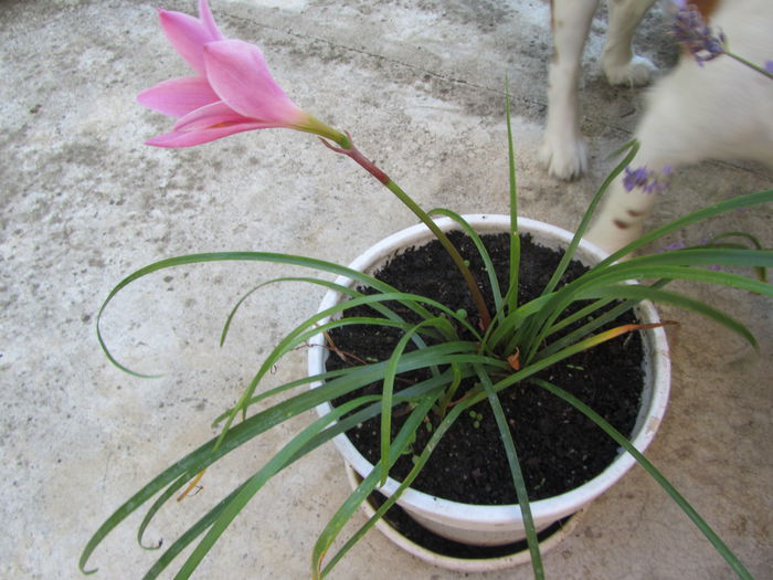 Habrantus robusta - b Vara