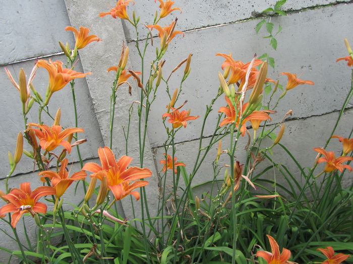 Hemerocallis fulva (6) - b Vara