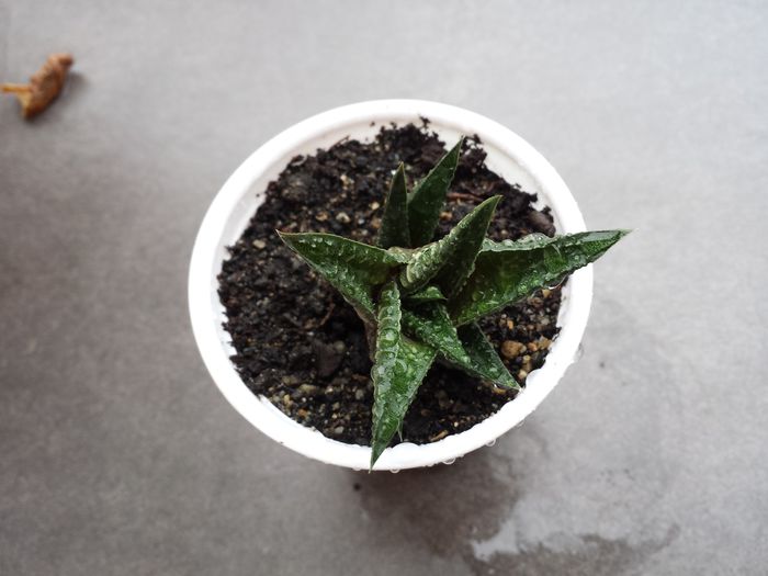 Trimis la - dianadia.sunphoto.ro; Haworthia limifolia
