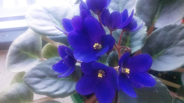 20150831_164639 - violete