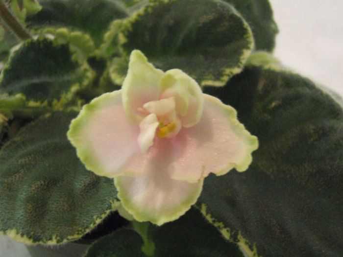 Aca s Marie - 03-African violets
