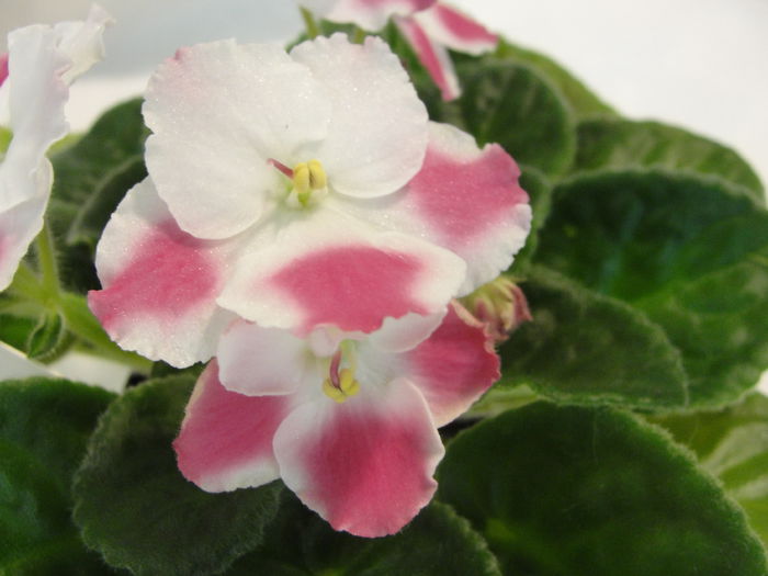 Aca s Summer Parfait - 03-African violets