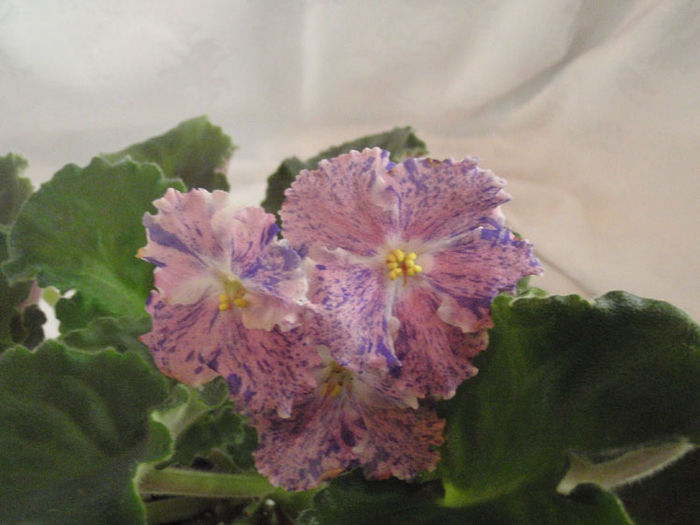 Amour Elite - 03-African violets