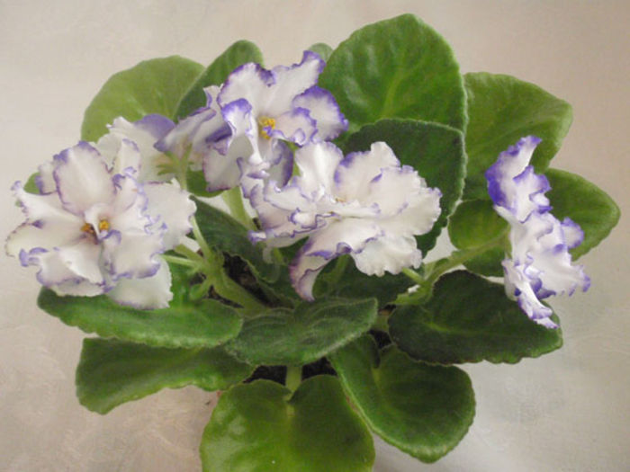 Arctic Frost - 03-African violets