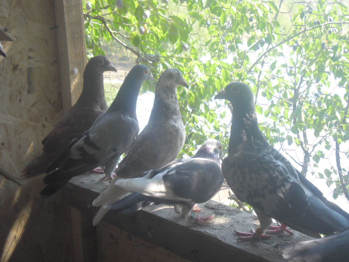 O parte din Porumbeii