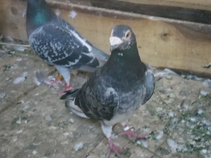 M-2009-2010; Batranu Meu
