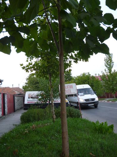 Paulownia de la strada 5.09.2015