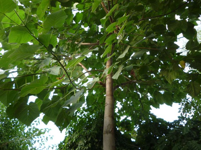 Paulownia din gradina 5.09.2015 - Arborele Printesei-Paulownia tomentosa