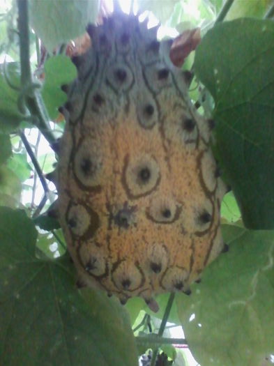 kiwano