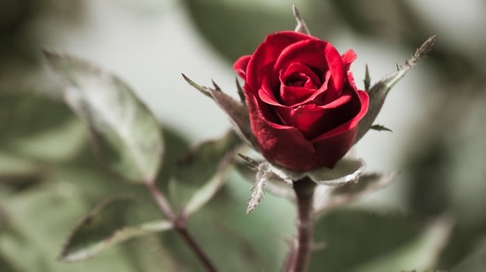 Red-rose-2 - Others