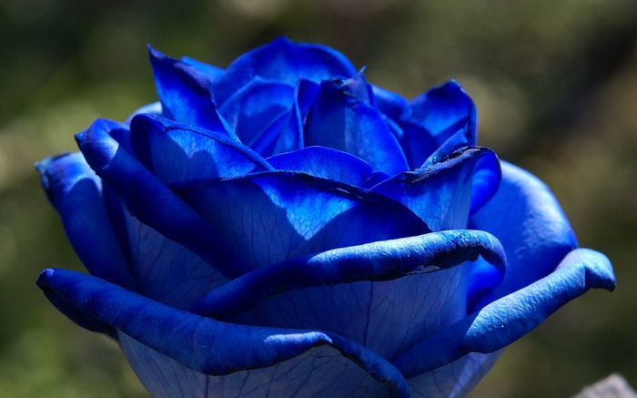 blue_rose-5 - Others