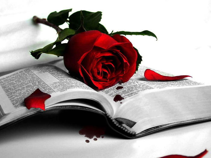 wonderful-love-me-red-rose-wallpaper - Others