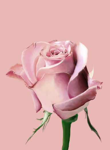 Pink_Rose - Others
