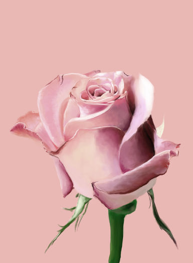 Pink_Rose