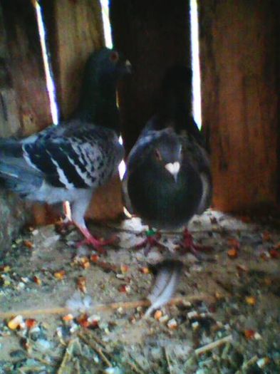 Primi mei puii de Voiajori; :)
