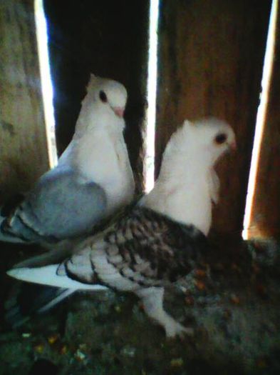 Primi mei satineti; :D
