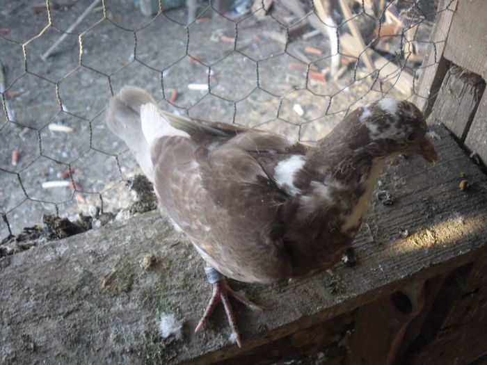 Pui-2015; A fost 1 pui Frumos (R I P)
