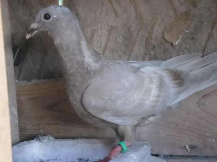 pui-2015; pierdut la Barlad
