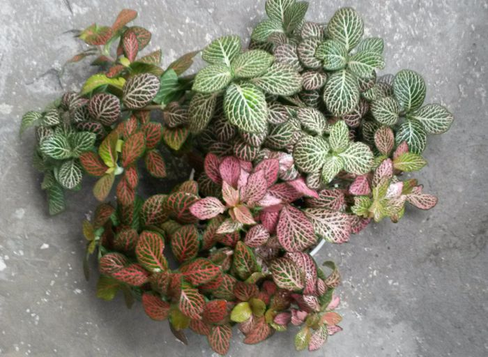 Fittonia