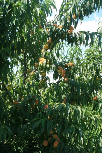 IMG_3514 - Piersica Suprema