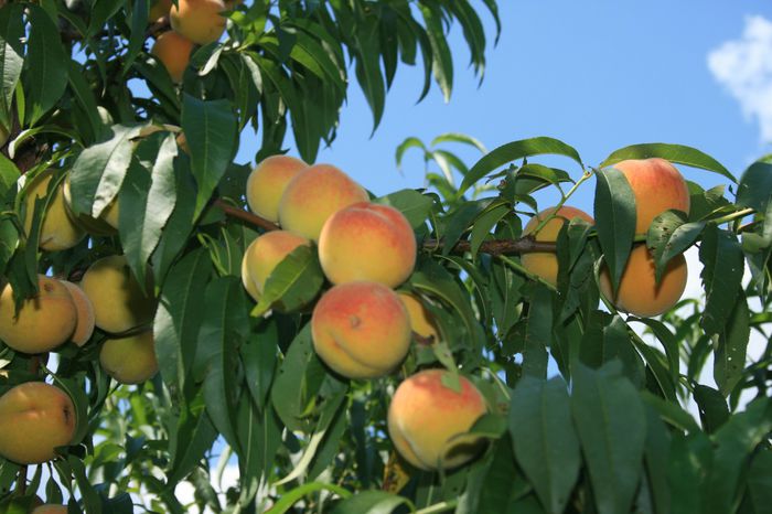 IMG_3515 - Piersica Suprema