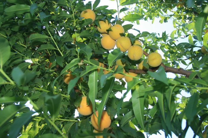 IMG_3516 - Piersica Suprema