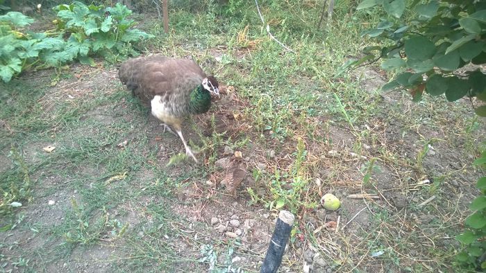 WP_20150912_001 - Paunii mei