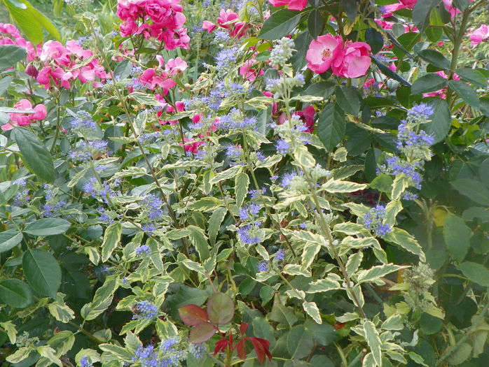 caryopteris Summer Sorbet - Copacei si arbusti 2015