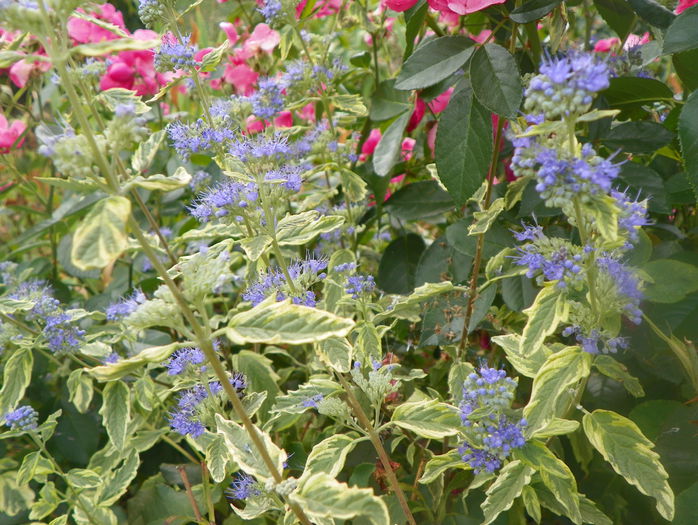 caryopteris Summer Sorbet - Copacei si arbusti 2015