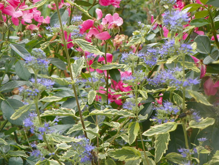 caryopteris Summer Sorbet - Copacei si arbusti 2015