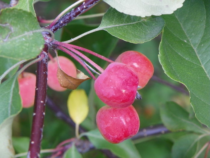 malus Rudolph - Copacei si arbusti 2015