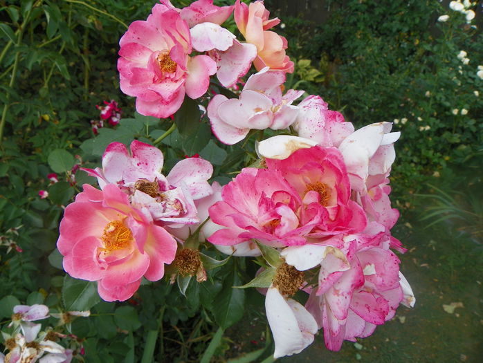 Herzogin Fredericke - Trandafiri 2015 - 3