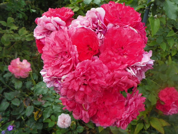 Rosarium Uetersen - Trandafiri 2015 - 3