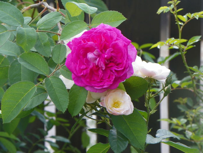Reine des Violettes - Trandafiri 2015 - 3