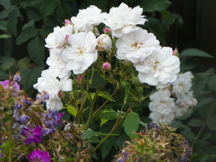 Blush Noisette - Trandafiri 2015 - 3