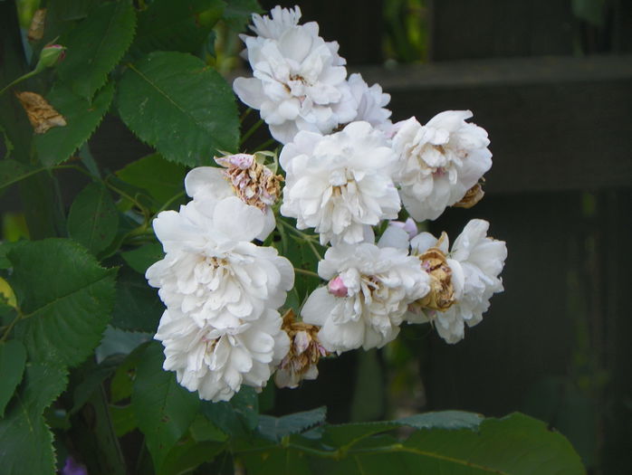Blush Noisette - Trandafiri 2015 - 3
