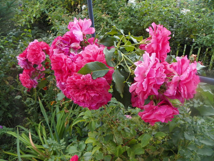 Rosarium Uetersen - Trandafiri 2015 - 3